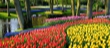 Parque de Keukenhof (Holanda)